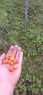 Белое море в Карелии: морская ловля у Чкаловского и острова Олений на креветку и силикон