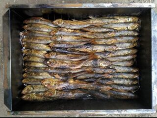 Ставрида на многокрючковой ставке