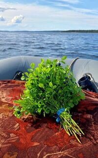 Белое море, Карелия, Лодейная губа: ловля трески на пилькер с лодки на глубине в теплой воде
