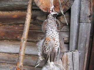 Белое море, Чупа и "Круглая": сентябрьская поездка, треска на железо, резину и пескожила