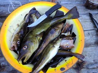 Белое море, Карелия: рыба без особых бонусов, уха, копчение, икра и прозрачные зубы зубатки