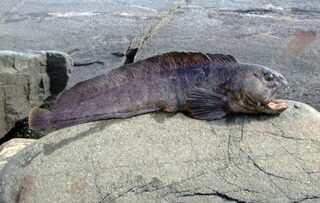 Белое море, Чупа и губа Красная: ловля трески на оранжевые раттлины с глубины 8-13 метров
