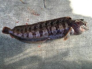 Чупа, острова и Чкаловский в Карелии, Белое море: треска с чужим виброхвостом и обещание вернуть приманку