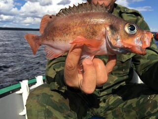 Чупа, острова и Чкаловский в Карелии, Белое море: треска с чужим виброхвостом и обещание вернуть приманку