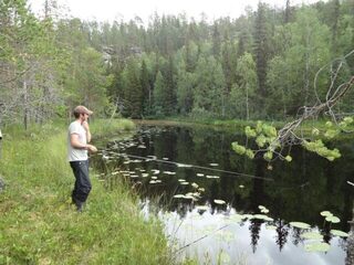 В карельских ламбах, соединенных речкой, нашлись окунь и щука