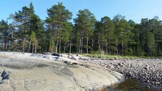 Присматриваюсь к стоянке в леске