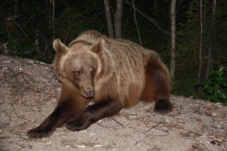 Медведица с медвежонком прямо у выхода из речки
