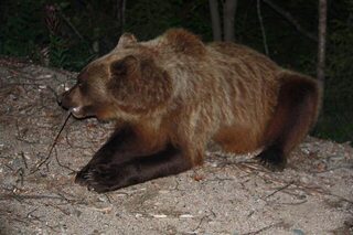 Медведица с медвежонком прямо у выхода из речки