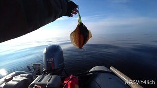 Архангельская область, Летний берег и Зимний берег, Белое море: сезон трески открыт, а треска в улов не попала