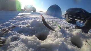 Унская губа Белого моря, устье Кинжуги: мороз за тридцать, треснувший лёд и рыбалка без палатки