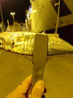 Италия, остров Эльба: морская рыбалка с берега в порту Портоферрайо ночью за ставридой