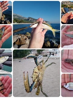 В Кемере у отеля есть минипорт с крабами и муреной, а к югу общественное побережье для рыбалки