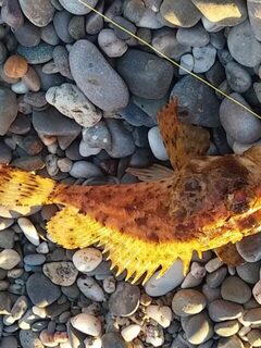 Севастополь и Чёрное море: вечерняя ставрида на спиннинг, скорпены и прогулки с семьёй
