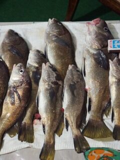Закатные 40 минут на Чёрном море с джиг-головкой и половинкой хамсы