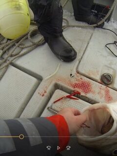 Два крючка в петле и пилькер вместо груза на самодурной ставке