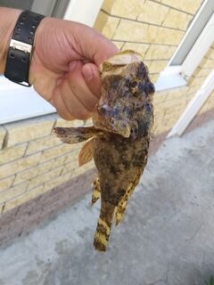 Крупная барабуля на Утрише взята арбалетом, а не удочкой