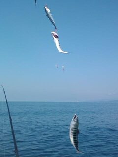 Пиламида в улове после очередного выхода на Черное море