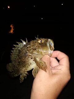 Поводковые оснастки и бомбарды на Чёрном море - выход за выходом
