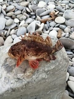 Первый опыт морского спиннинга на Чёрном море и один ёрш за береговой проход