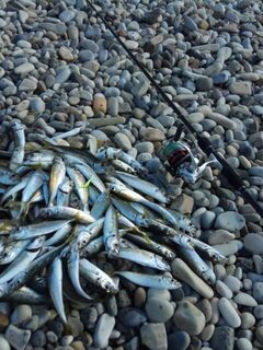 Три часа на Чёрном море с бомбардой, джиг-головкой и силиконом