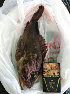 Первая увиденная скорпена за три дня в Дивноморском