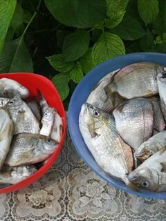 Новомихайловский, Чёрное море: сегодня с лодки 6-7 кг, карась и ставридка на стик и пилькер