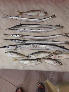 Утренний улов на Чёрном море, часть осталась мыться в раковине