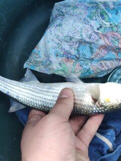 Сегодня сын поймал рыбу на морской рыбалке в Судаке
