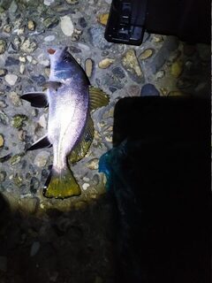 Днём ставридка, с закатом горбыль и дождь на Чёрном море