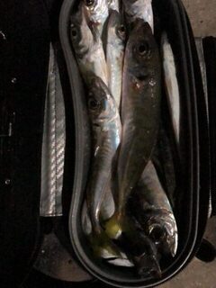 Ночная рыбалка на Чёрном море: ставрида на лёгкий джиг в бухте Голландия