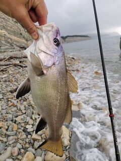 На диком пляже Черного моря среди камней ловились ласкири и горбыльки