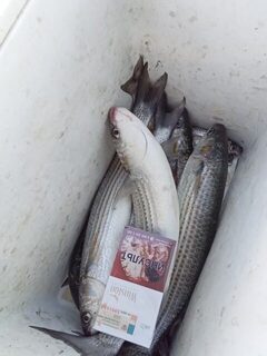 Севастопольская кефаль сейчас клюет вполне неплохо на море