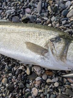 Европейский лаврак, он же Seabass