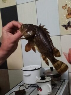 Вылазки из Джубги с поплавком и оранжевыми приманками с запахом креветки