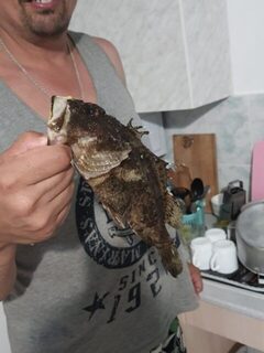 Самая крупная скорпена с Утриша была примерно на 400-500 г
