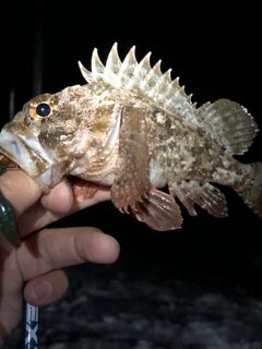 Ночь на Имеретинском пляже со скорпеной и множеством зацепов
