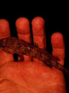 Вечерняя ловля ставриды с бун на Чёрном море после наступления темноты