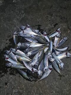Ялта, Чёрное море: береговая ловля на мормышку весом 0,2 грамма