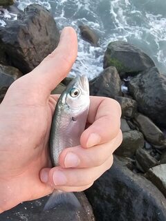 Вечерняя ловля ставридки и луфаря на Чёрном море в мутной воде и накате
