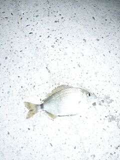 Геленджик, Чёрное море: мормышка вдвоём с сыном прямо сейчас, а рыбка отзывается вяло