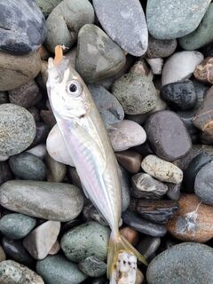 Ловля ставриды на Чёрном море: тиролька, бомбарда с силиконом и течение