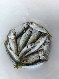 Вечерняя ловля ставридки на Чёрном море пилькером 5 г, когда рыба держалась далеко