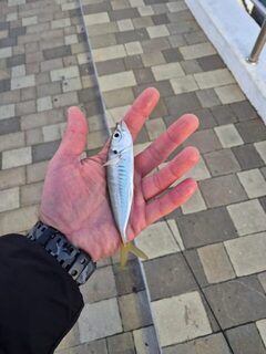 По полчаса три утра подряд с мормышкой на набережной Геленджика