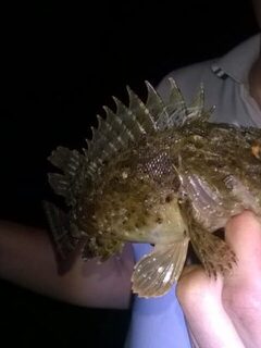 Первая рыбалка на Чёрном море: пять скорпен на фиолетового силиконового рачка