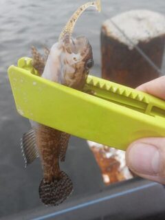 Пластиковый зажим пригодился не только на море