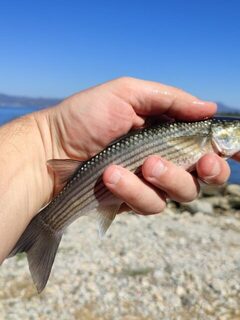 Эгейское море: местная ловля кефали на хлеб, поплавок и попытка со дна