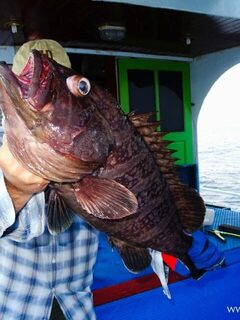 Из Андаманского моря вернулись с GT, догфишем, груперами и руби снапером