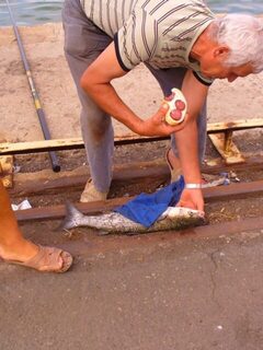Бургас, Порт Запад: морская рыбалка и авторское мда, это рыба - а рядом утро Японского порта