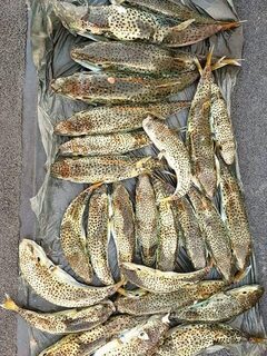 Знакомый кипрский рыбак снял фугу, после которой другая рыба уходит