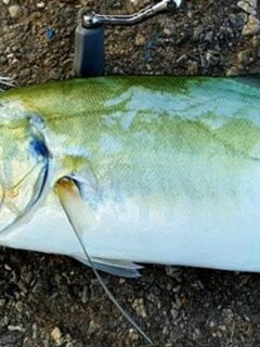 Собранные чемоданы и ожидание рыб Средиземного моря на Кипре